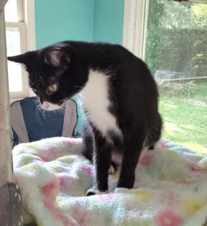 Laila, adult, available for adoption
