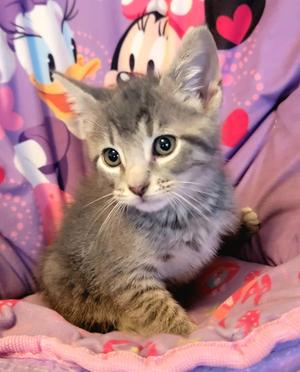 Malcolm Allen, kitten, available for adoption