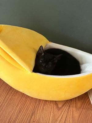 Grace, kitten, available for adoption