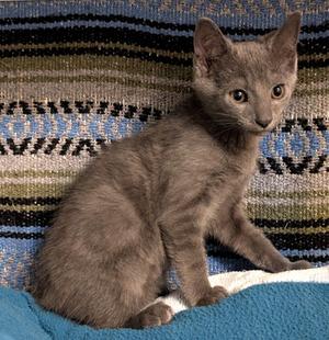 Ivan, kitten, available for adoption
