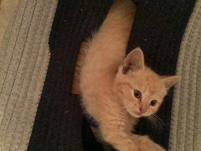 Angel Sass, kitten, available for adoption