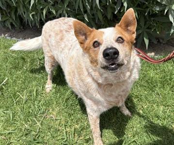 Darby, Australian Cattle Dog / Blue Heeler, adult, available for adoption