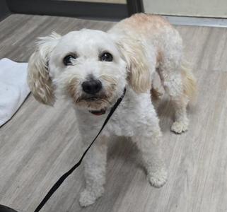 A small white dog with curly fur standing on a wooden floor, wearing a black leash.