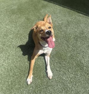 A light brown dog with its tongue out, sitting on green turf.