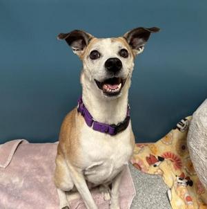 A happy dog with a purple collar sitting on a blanket.