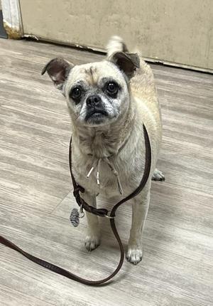 A small dog with a light-colored coat and large, expressive eyes is standing on a wooden floor. The dog is wearing a brown leash and has a collar with a tag. The background appears to be an indoor setting with a plain wall and floor.