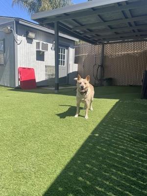 Phoenix, Australian Cattle Dog / Blue Heeler, adult, available for adoption