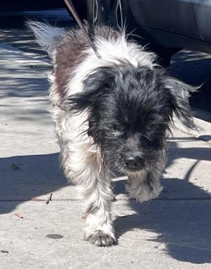 Coco, Terrier, senior, available for adoption
