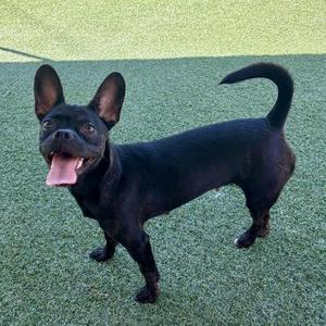 Daphne, Chihuahua / Pug, young, available for adoption
