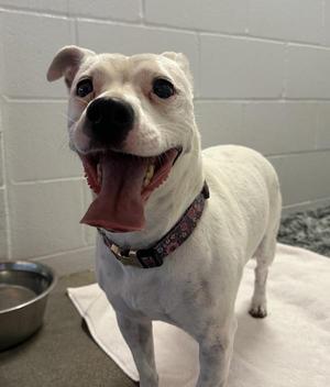 A white dog with a black nose and dark eyes is standing on a white towel, its mouth open with its tongue hanging out. The dog is wearing a patterned collar and is positioned in front of a white brick wall. A metal bowl is visible to the left of the dog.