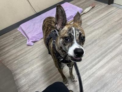 Goose, Pit Bull Terrier, young, available for adoption