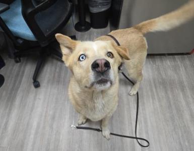 Moosh, Labrador Retriever / Siberian Husky, adult, available for adoption