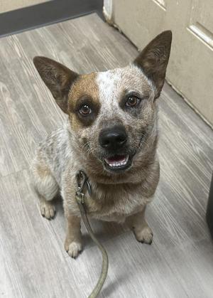 A dog with a speckled coat sitting on a wooden floor, looking up with its mouth open.