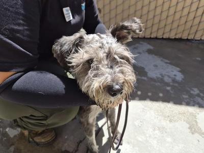 Ben Wylie, Terrier, young, available for adoption