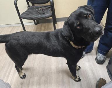 Jimmy, Labrador Retriever / Rottweiler, adult, available for adoption