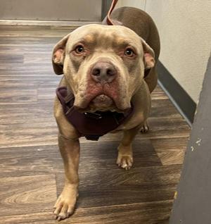 Mamaz, Pit Bull Terrier, adult, available for adoption