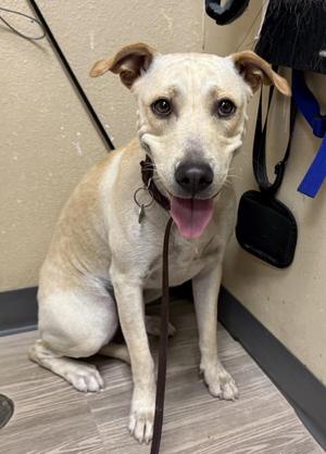 Ophelia, Labrador Retriever, young, available for adoption