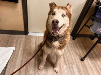 Alucard, Siberian Husky, senior, available for adoption