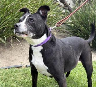 Lucina, Boston Terrier / Bull Terrier, senior, available for adoption