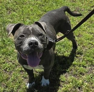 Blue, Pit Bull Terrier, adult, available for adoption