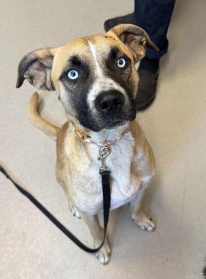 Salame, Shepherd, adult, available for adoption