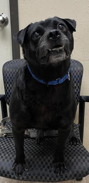 Dorito, Pug, adult, available for adoption