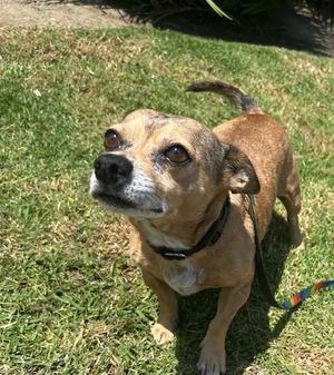 Jack, Chihuahua, adult, available for adoption