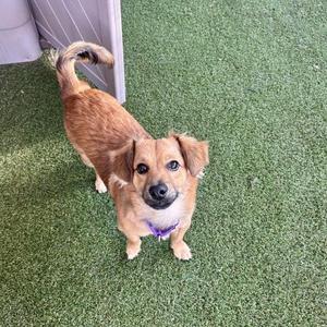 A small brown dog with floppy ears and a purple collar standing on green artificial grass.