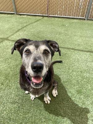 A black and white dog with a happy expression, sitting on green artificial turf.