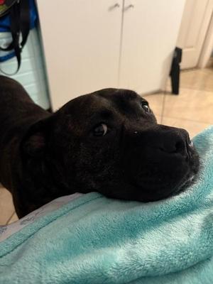 Barbecue, American Staffordshire Terrier, senior, available for adoption
