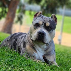 Stormi, American Bully, adult, available for adoption