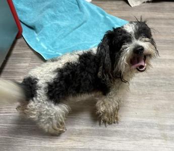 Chocolate, Schnauzer / Terrier, adult, available for adoption