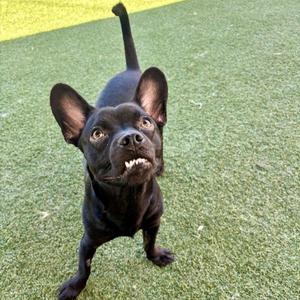 A black dog with large ears and a wagging tail standing on green grass, looking up at the camera with its mouth open.
