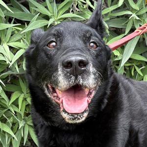 Vulcan, Labrador Retriever, senior, available for adoption