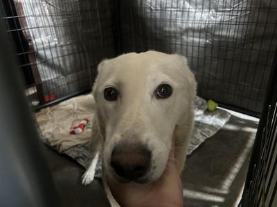 Feyre, Siberian Husky, adult, available for adoption