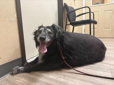 Bud-E, Border Collie / Spaniel, senior, available for adoption