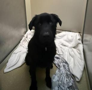 Cricket, Labrador Retriever, adult, available for adoption