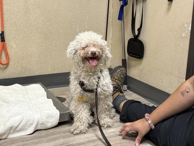 Chica, Poodle, adult, available for adoption