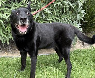 Vulcan, Labrador Retriever, senior, available for adoption