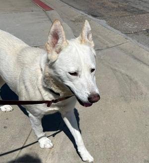 A white dog with pointed ears and a brown collar is walking on a sidewalk. The dog has a black nose and is looking slightly to the side. The background shows a concrete surface with a red line on the edge of the sidewalk.