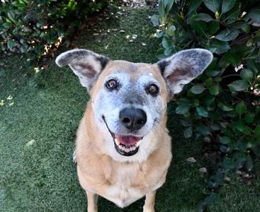 Sandy, Shepherd, senior, available for adoption