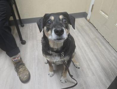 A small black and tan dog looking up at the camera while on a leash in an indoor setting.