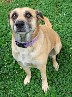 Raya (61190226), Mixed Breed, adult, available for adoption