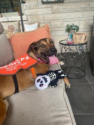 Nesme (56931567), German Shepherd Dog Mix, adult, available for adoption