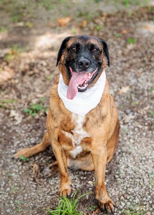 A brown and black dog with a white bandana, sitting on a gravel path with its tongue out.
