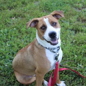 A brown and white dog sitting on grass with a red leash