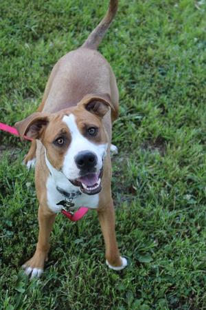 A brown and white dog with a pink collar standing on grass