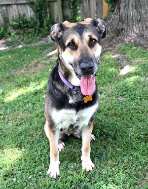 Puddles, German Shepherd Dog Mix, senior, available for adoption
