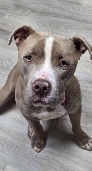 a brown dog with a white stripe on its face