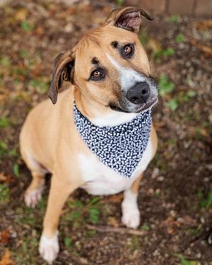 Bentley, Mixed Breed, adult, available for adoption